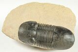 Paralejurus Trilobite Fossil - Foum Zguid, Morocco #204231-2